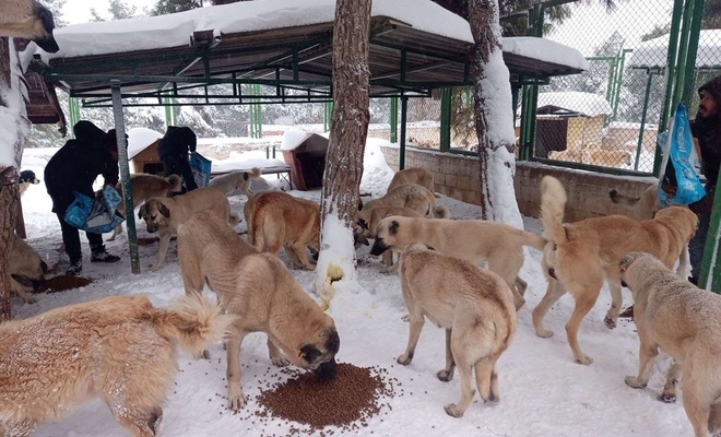 Gaziantep’te sokak hayvanları için yem ve mama seferberliği