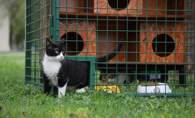 Sokak kedileri için kedi evleri kuruldu