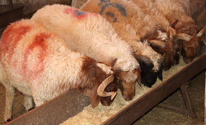 Hayvan yetiştiricilerinden “kurbanlıkları üreticilerden alın” çağrısı
