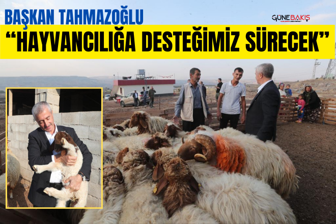 Başkan Tahmazoğlu: ‘Hayvancılığa desteğimiz sürecek’