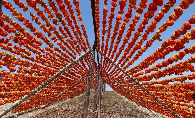 Gaziantep’te hazırlanan kurutmalık sebzeler dünyaya ihraç ediliyor
