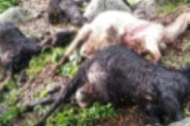 Gaziantep’te yıldırım düşmesi sonucu keçiler telef oldu
