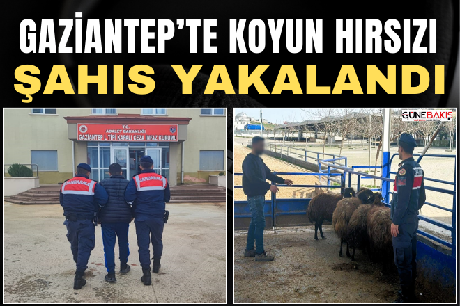 Gaziantep’te koyun hırsızı şahıs yakalandı