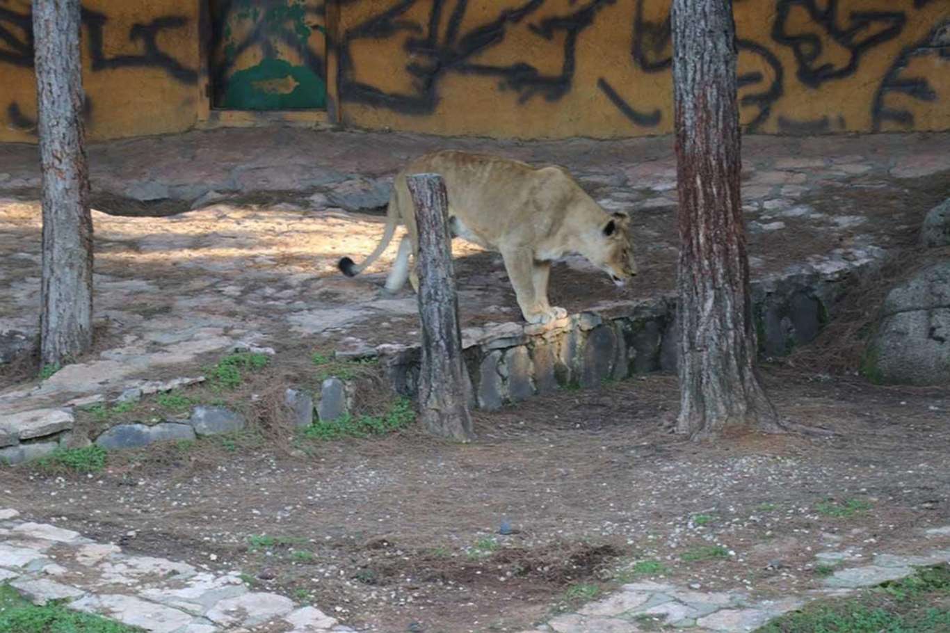Gaziantep Belediyesinden aslan saldırısına ilişkin açıklama