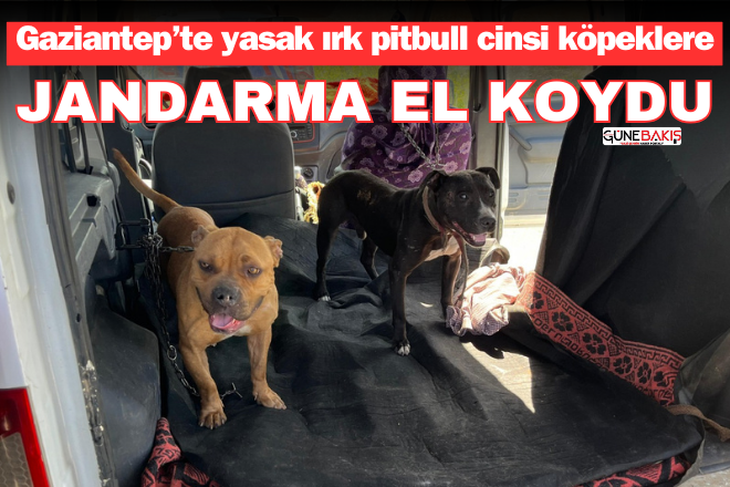 Gaziantep’te yasak ırk pitbull cinsi köpeklere jandarma el koydu