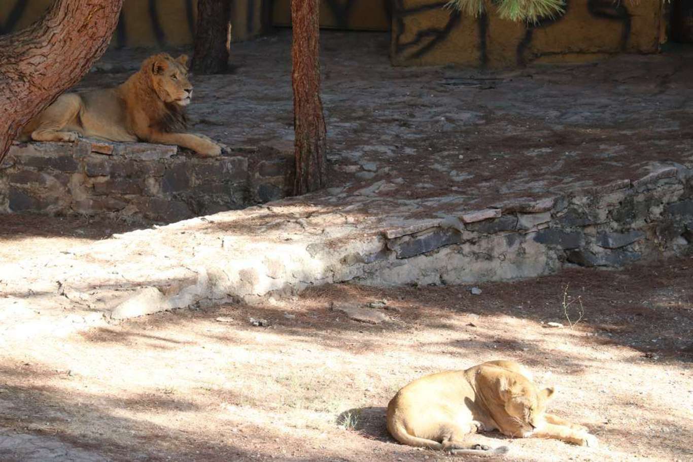 Gaziantep Hayvanat Bahçesinde aslan kaçtı; Bir ağır yaralı