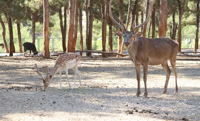 Türkiye'nin ilk ve tek Safari Parkı’na yoğun ilgi