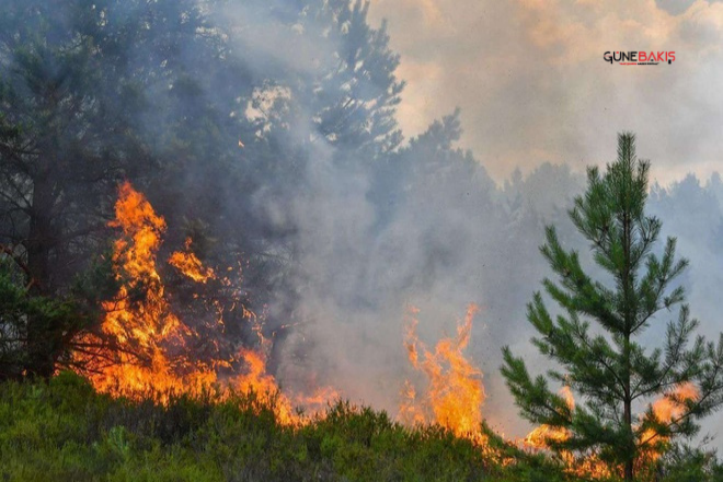Gaziantep'te 45 dönüm ile ağaçlar yandı