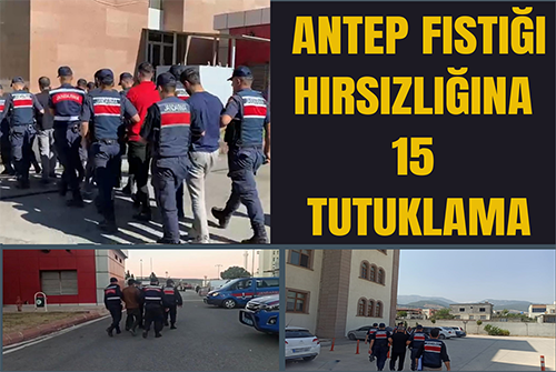 Antep fıstığı hırsızlığına: 15 tutuklama