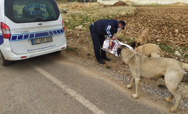 Gaziantep’te sokak hayvanlarına yiyecek bırakıldı