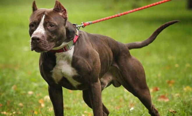 Tartıştığı kişiye Pitbull cinsi köpeği saldırtan şahıs yakalandı