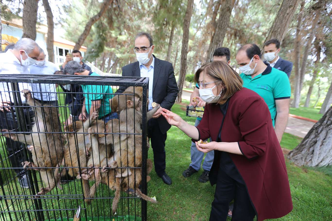 Ağrı'da yakalanan 12 maymun Gaziantep Hayvanat Bahçesi'ne getirildi