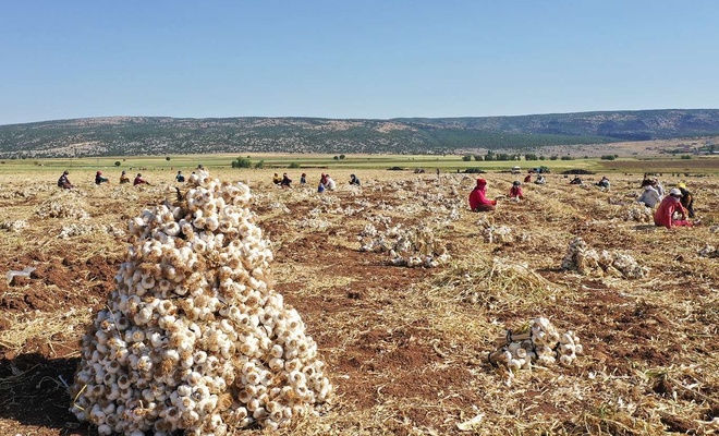 Gaziantep’te sarımsak üretimi artıyor