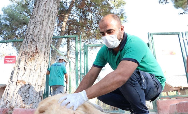 Gaziantep’te sokak hayvanları için yeni barınak yapılacak