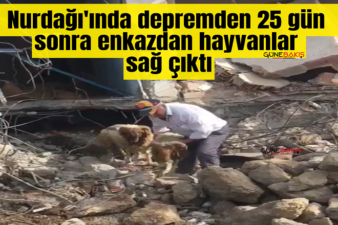 Nurdağı'ında depremden 25 gün sonra enkazdan hayvanlar sağ çıktı