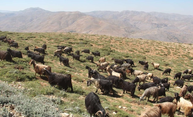 Gaziantep Damızlık Koyun Keçi Yetiştiricileri Birliğinden “Meralar işgal ediliyor” uyarısı