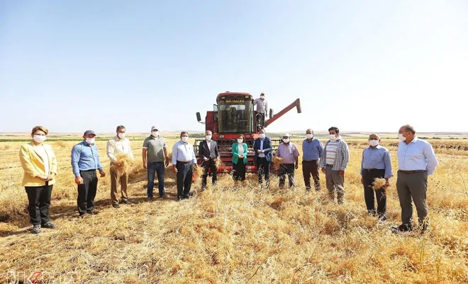 Gaziantep'te mercimek hasadına başlandı