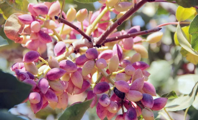 Bu yıl Antep fıstığında tarihinin en yüksek rekoltesi bekleniliyor
