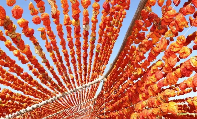 Gaziantep'te kurutmalık sebze sezonu başladı