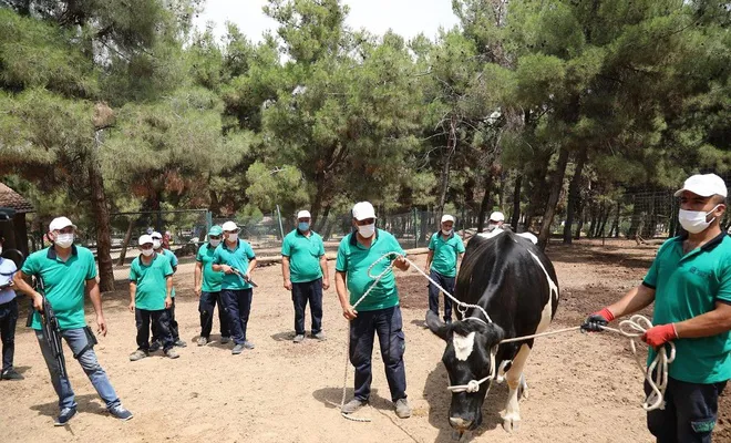 Gaziantep’te kurbanlık hayvanları yakalama timi bayrama hazır