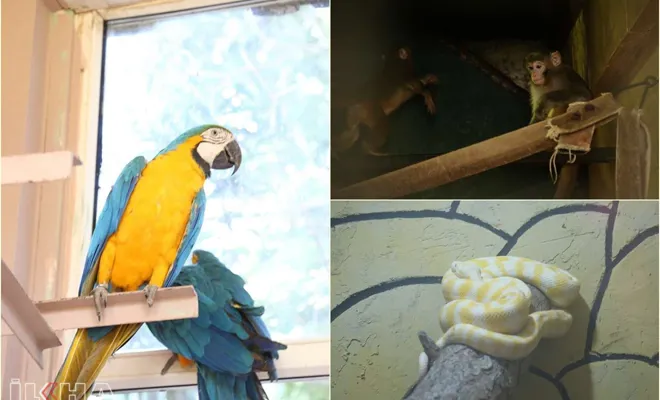 Kaçak yollarla geçirilmeye çalışılan hayvanlar Gaziantep’e getirildi