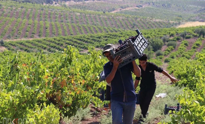 Kilis’te üzüm hasadı devam ediyor