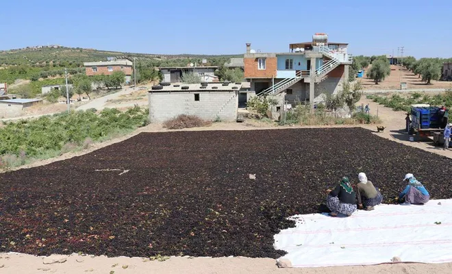Kilis'te üzüm kurutma dönemi başladı