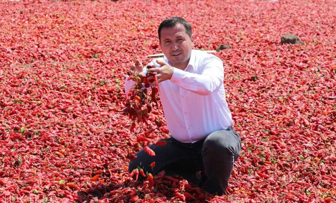 Kırmızı biber üreticisi düşük fiyatlardan şikayetçi
