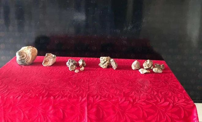 Gaziantep'te bir evde Paleolitik döneme ait fosil ele geçirildi