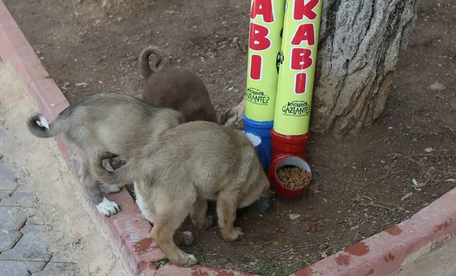 4 günlük kısıtlamada sokak hayvanları aç ve susuz bırakılmayacak