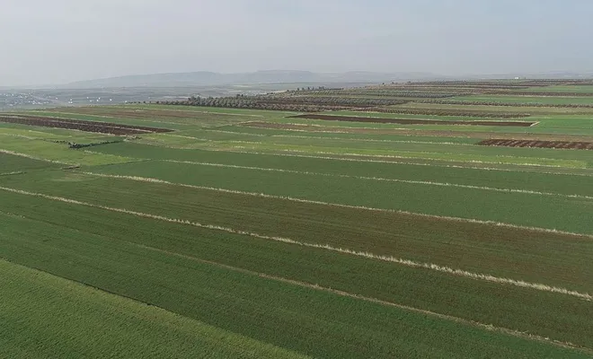 Kuraklık nedeniyle ekinler çürüme riski taşıyor