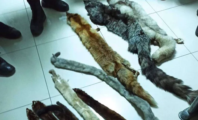 Kaçak avcının aracında hayvan kürkü ele geçirildi