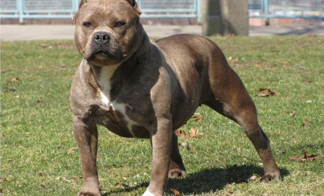 Parkta pitbull köpek gezdirme kavgası: Bir yaralı