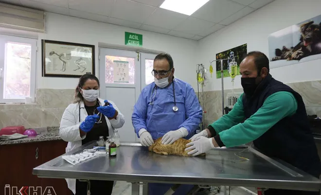 Nefes sorunu yaşayan kedi tedavi edildi