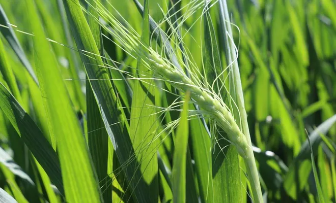 Buğday ve arpalar umutla yağmuru bekliyor