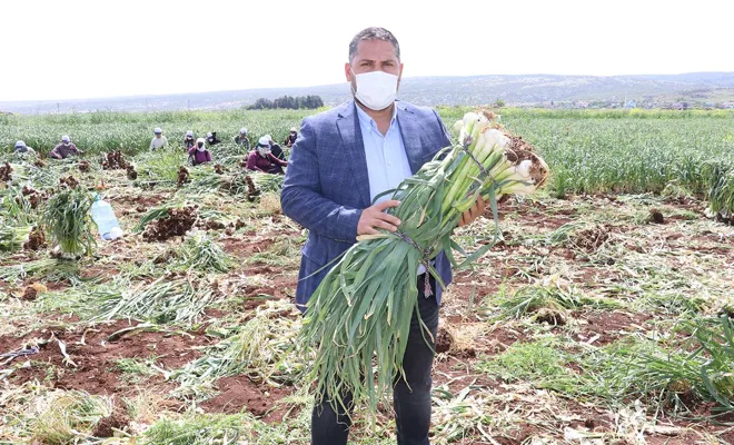 Araban sarımsağında verim ve rekolte artıyor