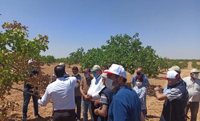 Fıstık ağaçlarının kuruma sorununa  Tarım Müdürlüğü el koydu