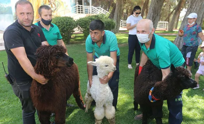 Yasadışı yollarla Türkiye'ye getirilen 54 hayvan koruma altına alındı
