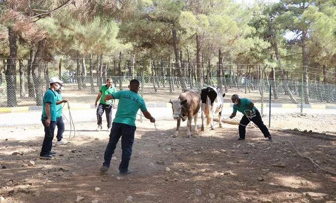Gaziantep'te “kurban yakalama timi” bayrama hazır