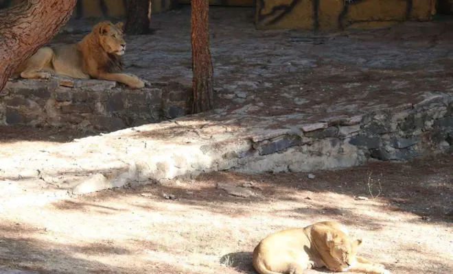 Gaziantep Hayvanat Bahçesinde aslan kaçtı; Bir ağır yaralı