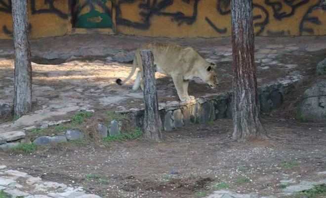 Gaziantep Belediyesinden aslan saldırısına ilişkin açıklama