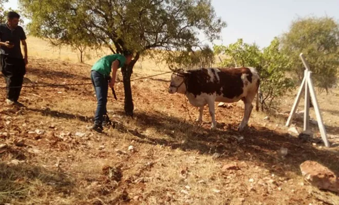 Kaçan kurbanlık dana kovalamaca sonrası yakalandı