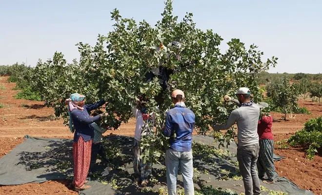 Antep fıstığında hasat sezonu yaklaşıyor