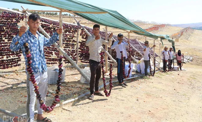 Kurutmalık sebze sezonu Suriyeliler için ekmek kapısı oldu