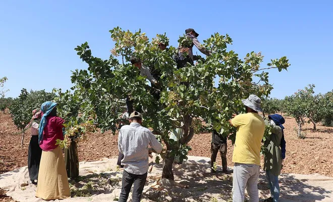 45 dereceyi bulan sıcakta 100 TL yevmiye için çalışıyorlar