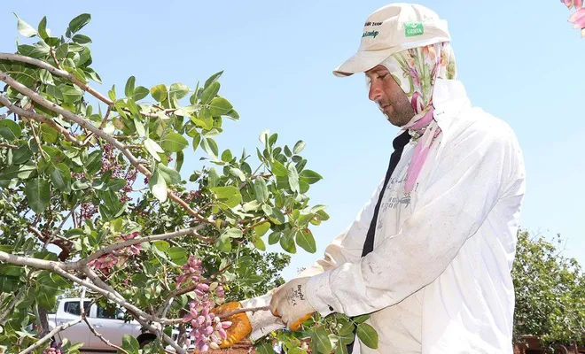 Antep fıstığı hasadı devam ediyor