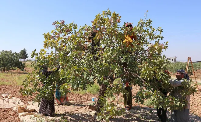 Antep fıstığı üreticisi emeğinin karşılığını alamamaktan yakınıyor