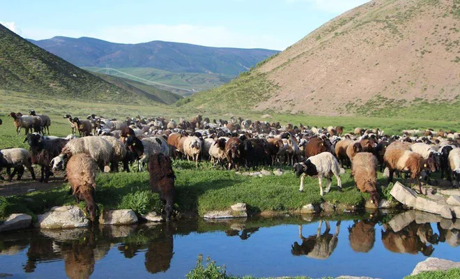 Hayvanlar için gölet yapılacak