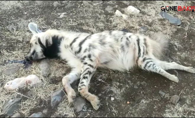 Gaziantep'te çizgili Anadolu sırtlanı ölü olarak bulundu