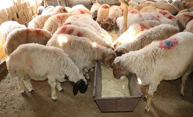 Yem fiyatlarındaki artış nedeniyle yetiştiriciler hayvanlarını kesiyor